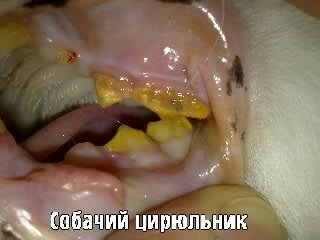 Zubnoykamenukoshki.jpg